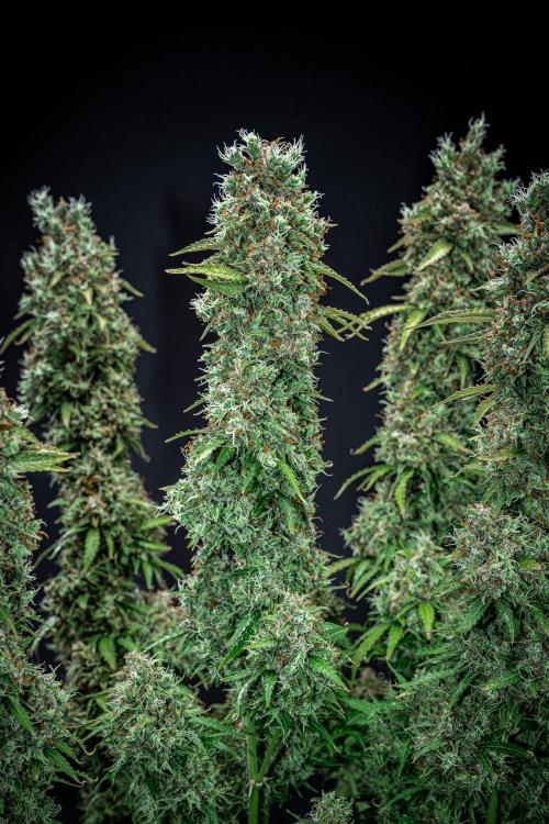 Dutch Treat Auto Zamnesia Seeds. Week 15 - Day 99