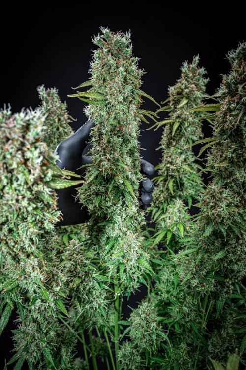 Dutch Treat Auto Zamnesia Seeds. Week 15 - Day 99