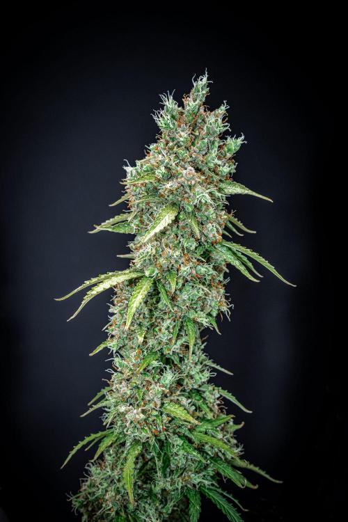 Dutch Treat Auto Zamnesia Seeds. Week 15 - Day 99