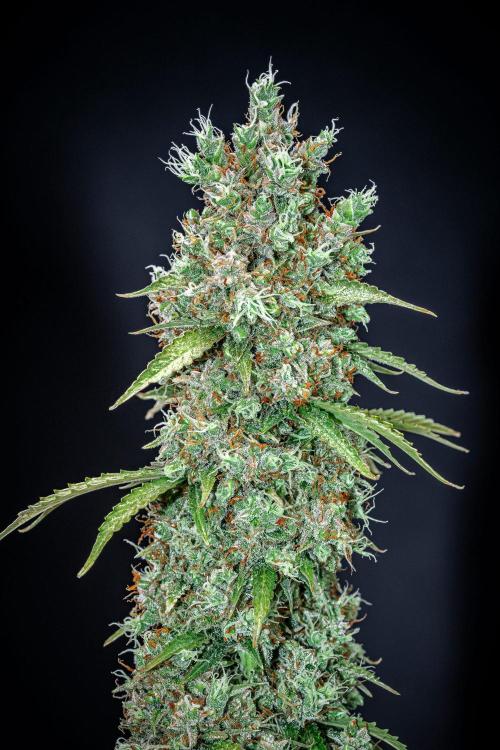 Dutch Treat Auto Zamnesia Seeds. Week 15 - Day 99