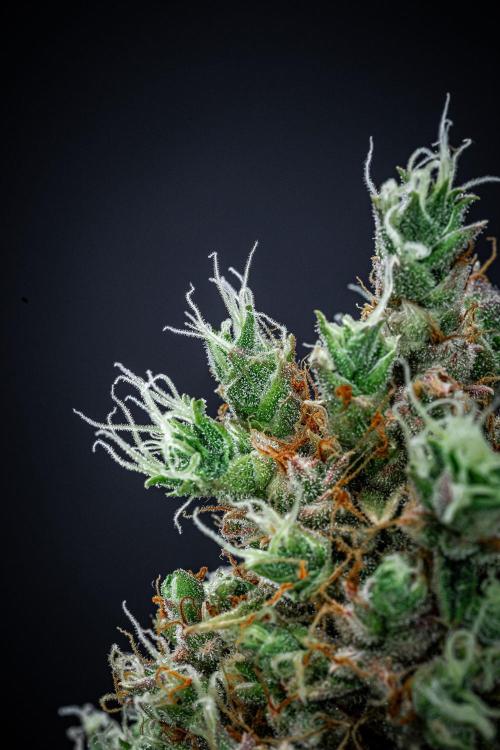 Dutch Treat Auto Zamnesia Seeds. Week 15 - Day 99