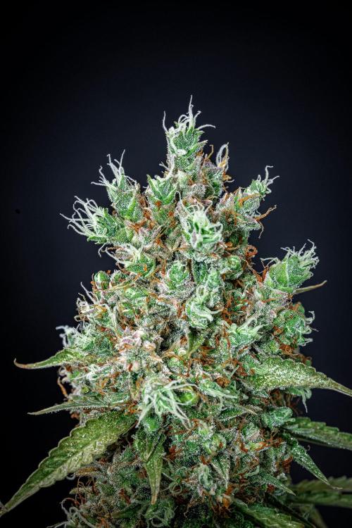 Dutch Treat Auto Zamnesia Seeds. Week 15 - Day 99