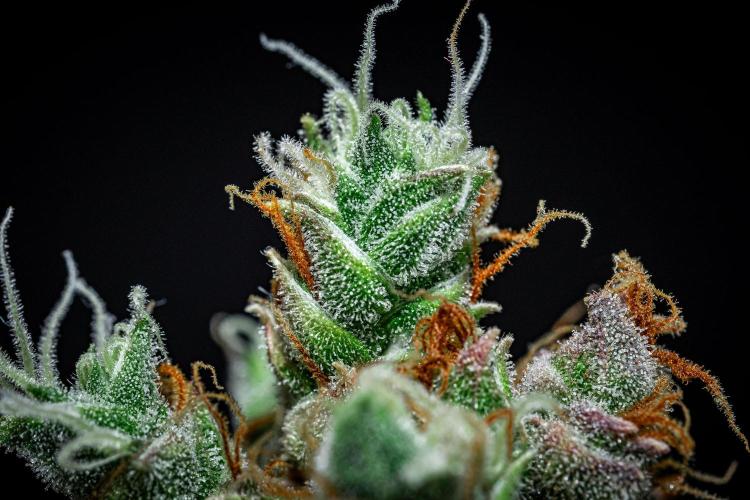 Dutch Treat Auto Zamnesia Seeds. Week 15 - Day 99