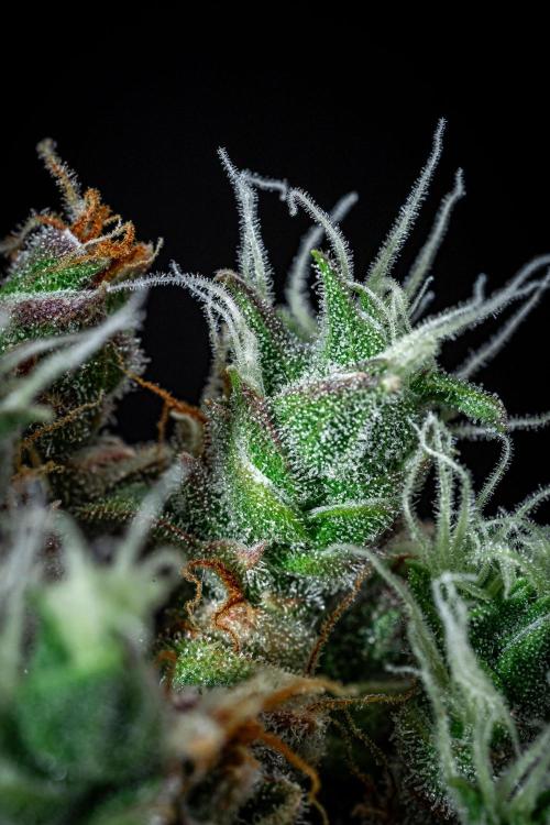 Dutch Treat Auto Zamnesia Seeds. Week 15 - Day 99