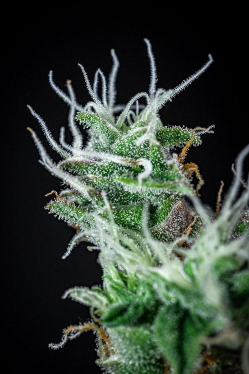 Dutch Treat Auto Zamnesia Seeds. Week 15 - Day 99