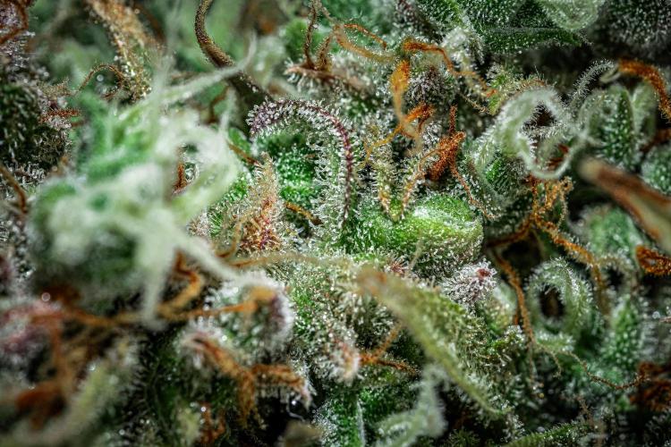 Dutch Treat Auto Zamnesia Seeds. Week 15 - Day 99