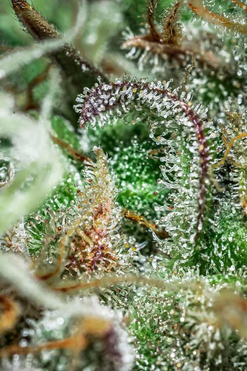 Dutch Treat Auto Zamnesia Seeds. Week 15 - Day 99 – maybe a bit too late, but still looking good :)