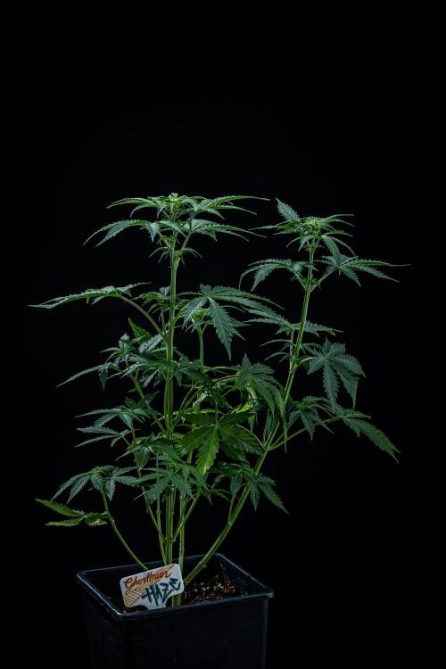 Ghost Train Haze Autoflower Zamnesia. Week 6 - Day 42