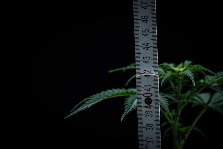 Ghost Train Haze Autoflower Zamnesia. Week 6 - Day 42