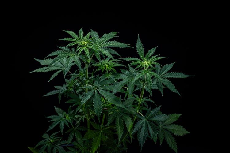 Ghost Train Haze Autoflower Zamnesia. Week 6 - Day 42