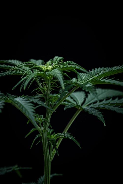 Ghost Train Haze Autoflower Zamnesia. Week 6 - Day 42