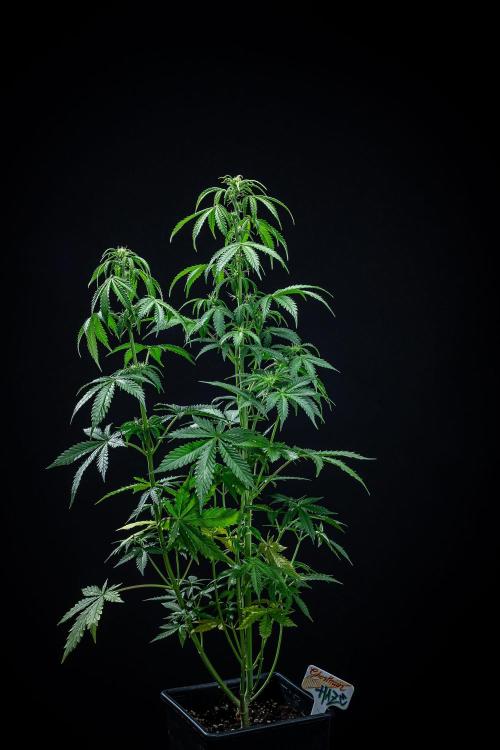 Ghost Train Haze Autoflower Zamnesia. Week 7 - Day 49