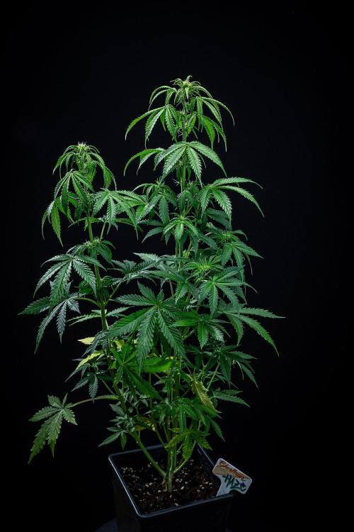 Ghost Train Haze Autoflower Zamnesia. Week 7 - Day 49