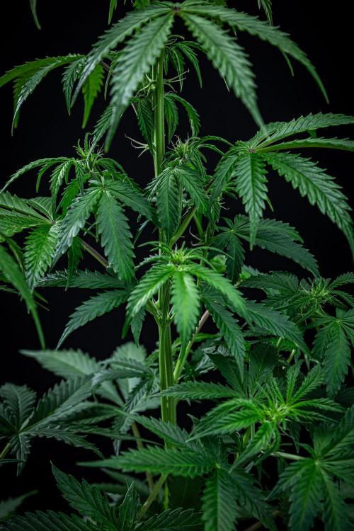 Ghost Train Haze Autoflower Zamnesia. Week 7 - Day 49