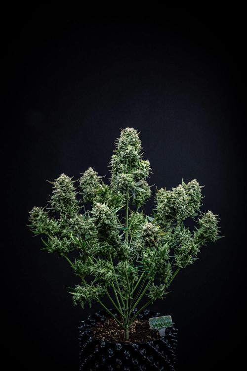 Sour Jealousy Auto Fast buds. Week 12 - Day 81