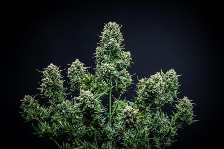 Sour Jealousy Auto Fast buds. Week 12 - Day 81