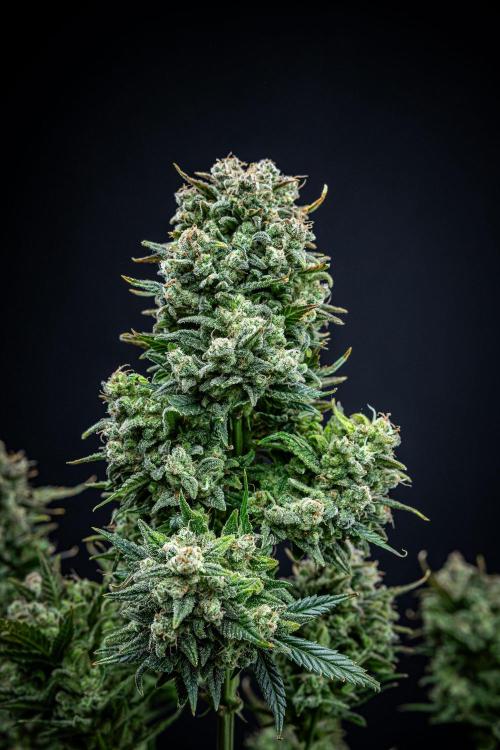 Sour Jealousy Auto Fast buds. Week 12 - Day 81