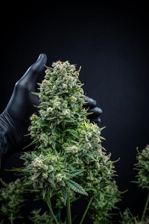 Sour Jealousy Auto Fast buds. Week 12 - Day 81