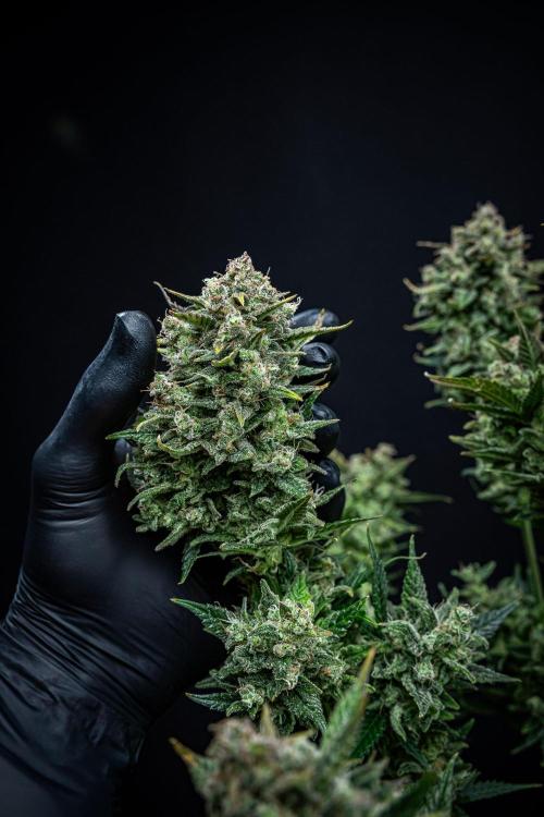 Sour Jealousy Auto Fast buds. Week 12 - Day 81