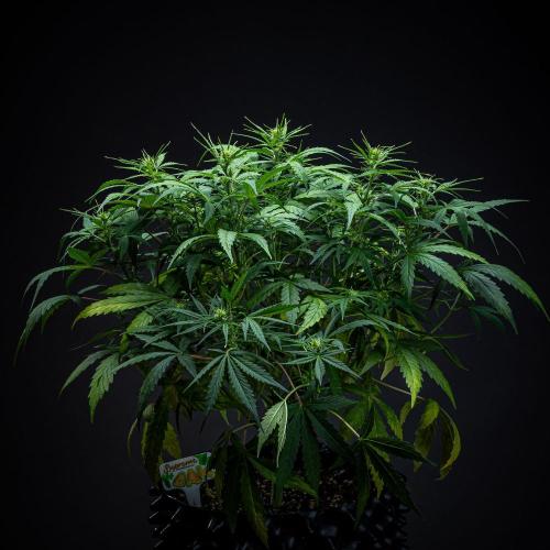 Sensi Supreme Oak Automatic Sensi Seeds. Week 5 - Day 35