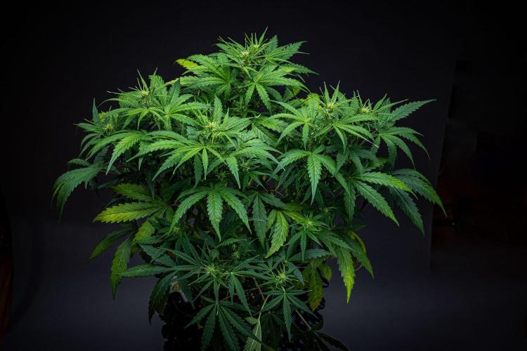 Sensi Supreme Oak Automatic Sensi Seeds. Week 5 - Day 35