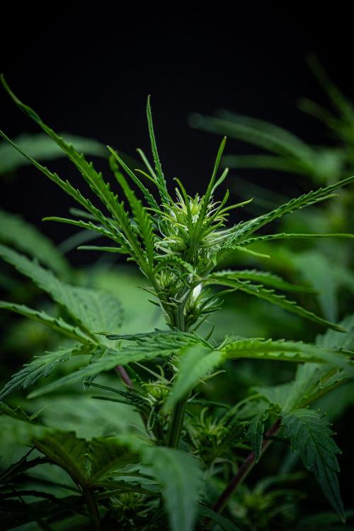 Sensi Supreme Oak Automatic Sensi Seeds. Week 5 - Day 35