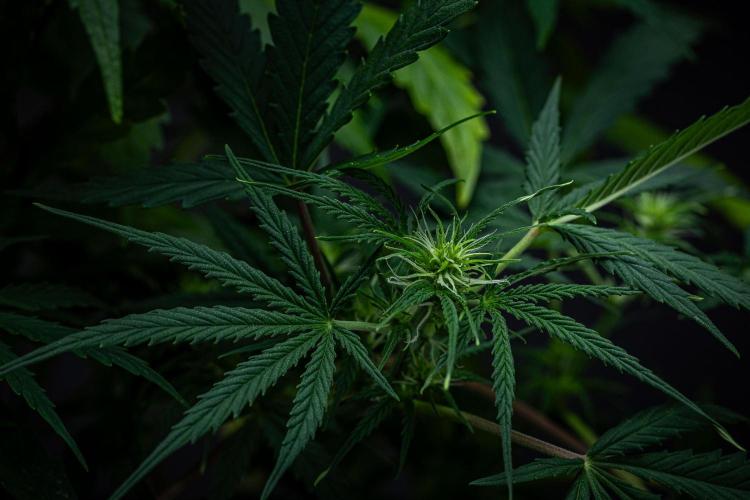 Sensi Supreme Oak Automatic Sensi Seeds. Week 5 - Day 35