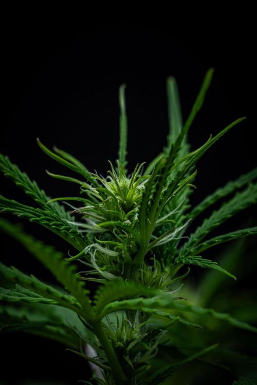 Sensi Supreme Oak Automatic Sensi Seeds. Week 5 - Day 35