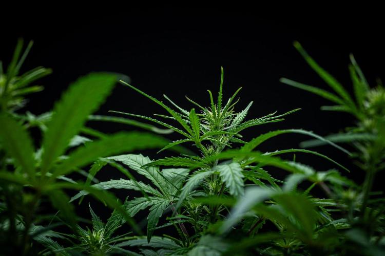 Sensi Supreme Oak Automatic Sensi Seeds. Week 5 - Day 35