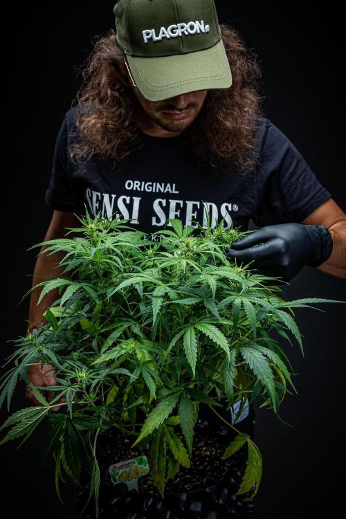 Sensi Supreme Oak Automatic Sensi Seeds. Week 5 - Day 35