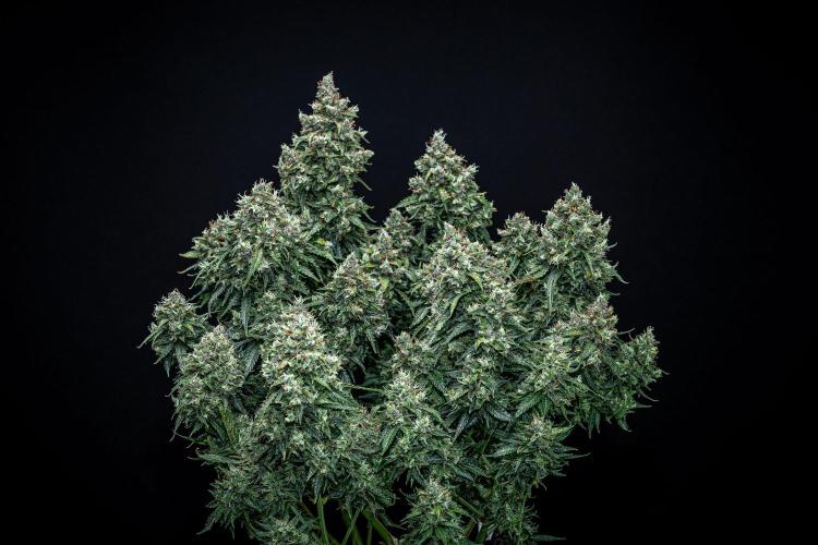 Maui Wowie Autoflower Seeds. Week 13 - Day 91