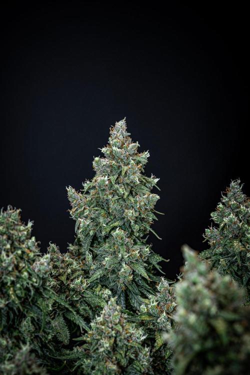 Maui Wowie Autoflower Seeds. Week 13 - Day 91