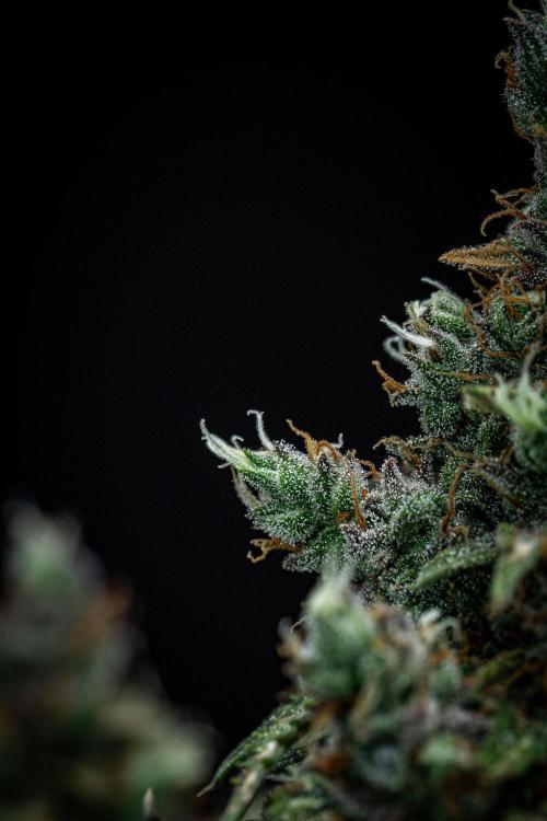 Maui Wowie Autoflower Seeds. Week 13 - Day 91