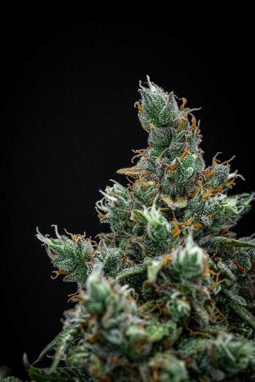 Maui Wowie Autoflower Seeds. Week 13 - Day 91