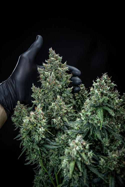 Maui Wowie Autoflower Seeds. Week 13 - Day 91