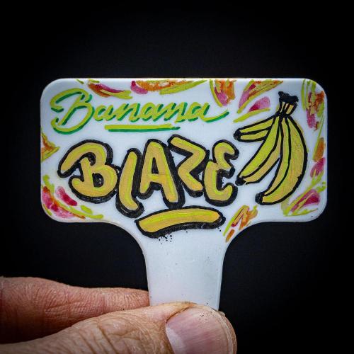 Banana Blaze Auto Dutch Passion. Week 0 - Let's go 