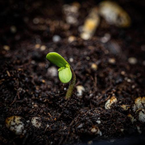 Banana Blaze Auto Dutch Passion. Week 0 - Hello little Banana Blaze :)
