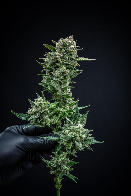 Sour Jealousy Auto Fast buds. Week 13 - Day 81