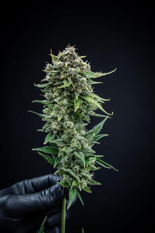 Sour Jealousy Auto Fast buds. Week 13 - Day 81