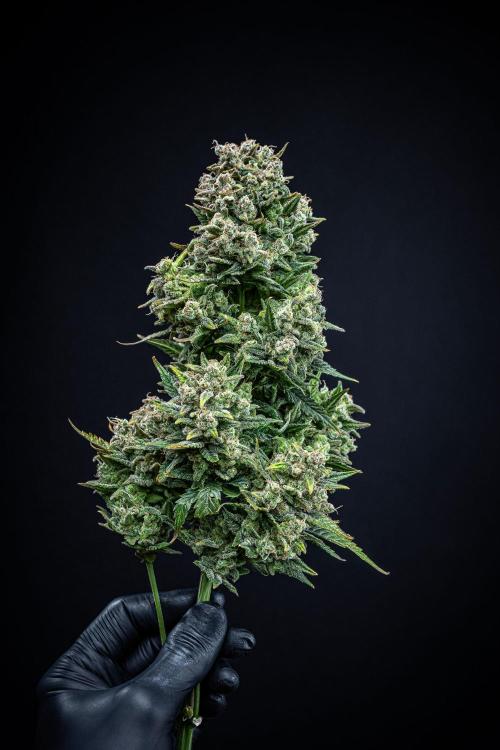 Sour Jealousy Auto Fast buds. Week 13 - Day 81