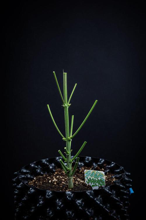 Sour Jealousy Auto Fast buds. Week 13 - Day 81