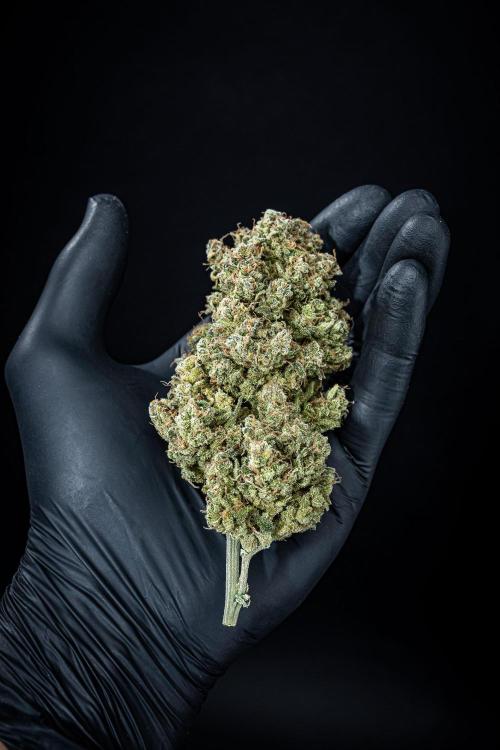 Sour Jealousy Auto Fast buds. Week 13 - Day 98