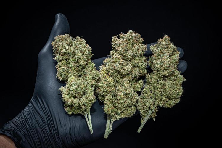 Sour Jealousy Auto Fast buds. Week 13 - Day 98