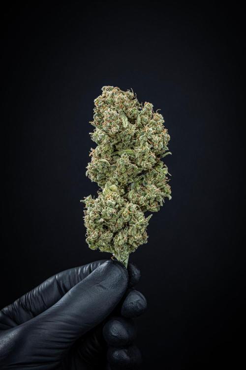 Sour Jealousy Auto Fast buds. Week 13 - Day 98