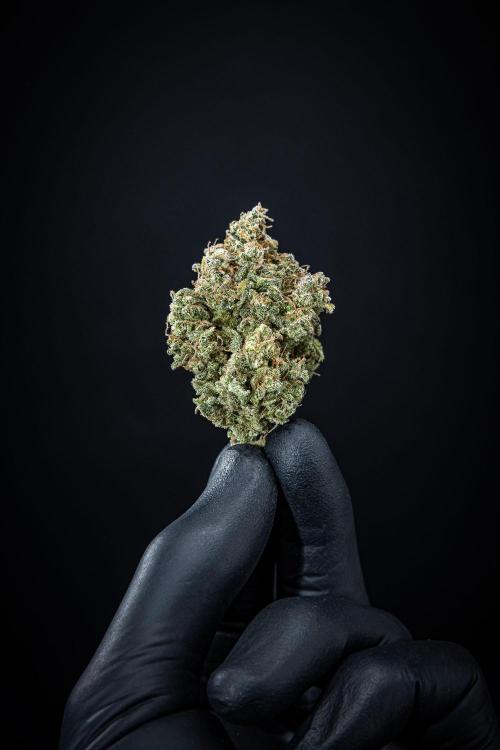 Sour Jealousy Auto Fast buds. Week 13 - Day 98