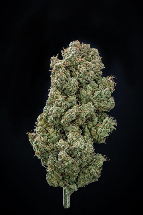 Sour Jealousy Auto Fast buds. Week 13 - Day 98