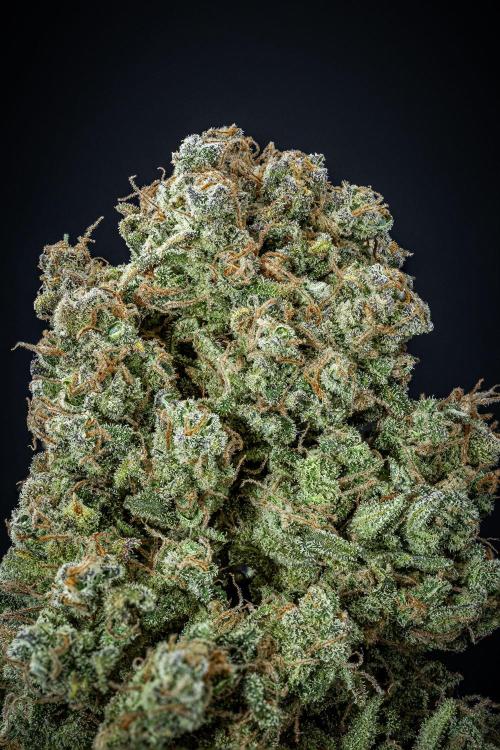 Sour Jealousy Auto Fast buds. Week 13 - Day 98