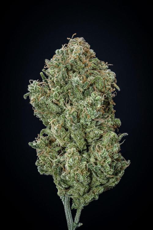 Sour Jealousy Auto Fast buds. Week 13 - Day 98