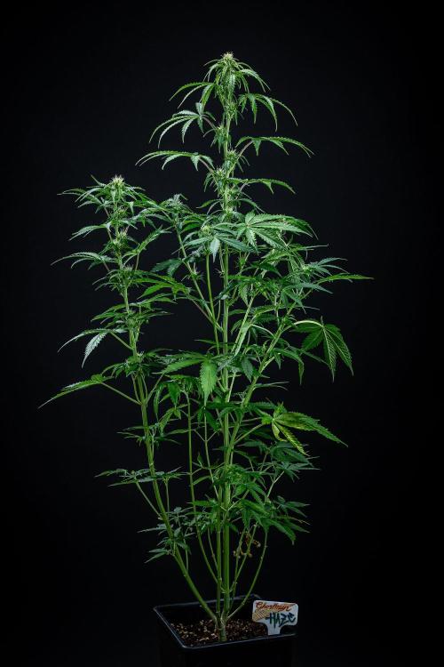 Ghost Train Haze Autoflower Zamnesia. Week 8 - Day 55