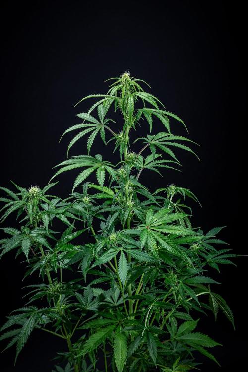 Ghost Train Haze Autoflower Zamnesia. Week 8 - Day 55